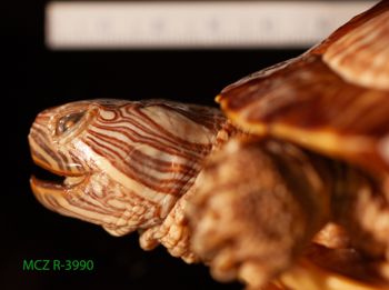 Media type: image;   Herpetology R-3990 Description: Specimen photo;  Aspect: head lateral